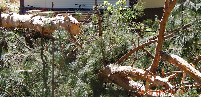 В Турочаке вырубают Затонский бор