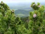 Площадь кедровых лесов в Горном Алтае превышает 1 млн гектаров