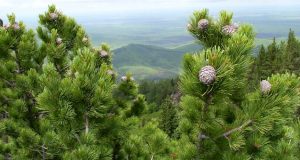 Площадь кедровых лесов в Горном Алтае превышает 1 млн гектаров