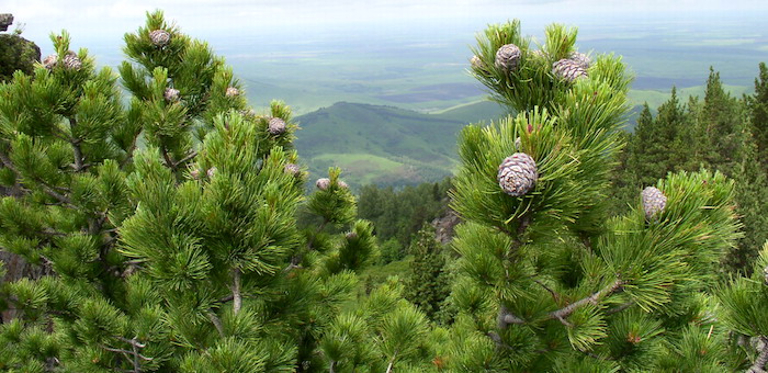 Площадь кедровых лесов в Горном Алтае превышает 1 млн гектаров