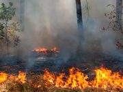 На Алтае будут поощрять поселения, в которых не допущено лесных пожаров