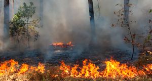 На Алтае будут поощрять поселения, в которых не допущено лесных пожаров
