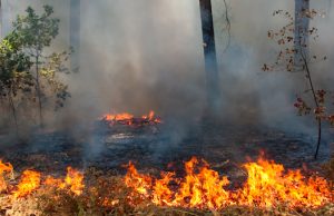 На Алтае будут поощрять поселения, в которых не допущено лесных пожаров
