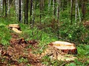 На Алтае и в Хакасии эксперты обнаружили нарушения при ведении санитарных рубок леса