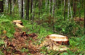На Алтае и в Хакасии эксперты обнаружили нарушения при ведении санитарных рубок леса