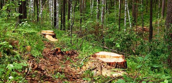 На Алтае и в Хакасии эксперты обнаружили нарушения при ведении санитарных рубок леса