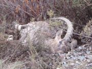 Стали известны новые подробности о случае браконьерства в Шавлинском заказнике