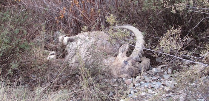 Стали известны новые подробности о случае браконьерства в Шавлинском заказнике