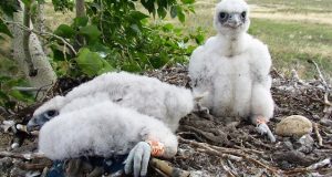 Восстановление популяции краснокнижных соколов продолжат на Алтае