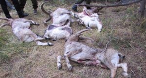К охоте на козерогов в заказнике могут быть причастны главы трех поселений