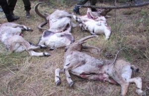 К охоте на козерогов в заказнике могут быть причастны главы трех поселений