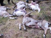 WWF обнародовал подробности и фотографии браконьерской охоты на козерогов