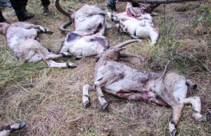 WWF обнародовал подробности и фотографии браконьерской охоты на козерогов