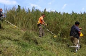 В Горном Алтае коноплю убирают садовыми триммерами