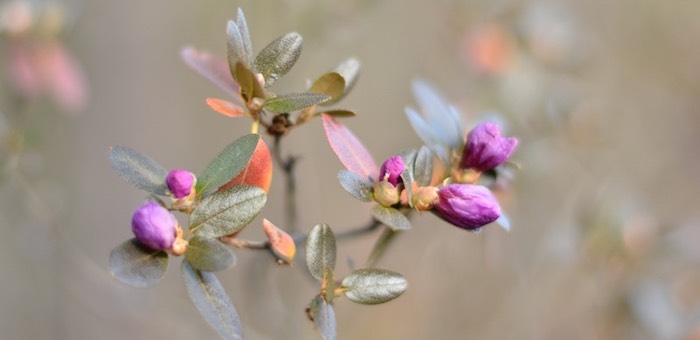 В Чемале третий раз за год начинает цвести маральник
