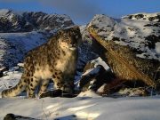Международный день снежного барса широко отпраздновали на Алтае