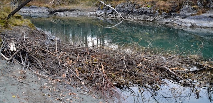 Как бобры плотину на Катуни строят. Фотозарисовка