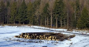 Беспредел в сосновом лесу: бесконтрольная вырубка и откровенная уголовщина