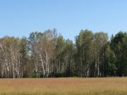Площадь лесов, пораженных непарным шелкопрядом, удвоилась