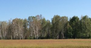 Площадь лесов, пораженных непарным шелкопрядом, удвоилась