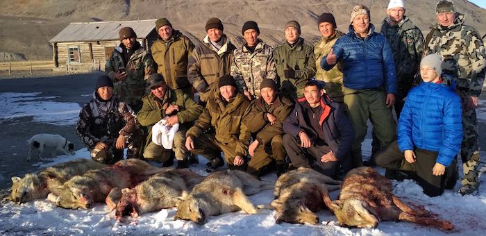 Более 500 волков застрелили в этом году на Алтае
