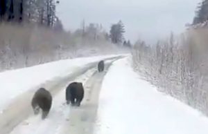Сразу трех медведей встретили автомобилисты по дороге в Улаган (видео)