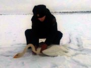 В Кош-Агаче спасли отбившегося от стаи лебедя