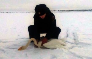 В Кош-Агаче спасли отбившегося от стаи лебедя