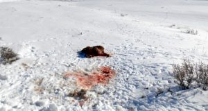 Жителей Кокори будут судить за охоту на архаров