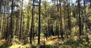 Лесные массивы, ошибочно отнесенные к сельхозземлям, вернут в лесной фонд