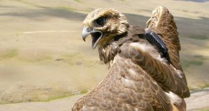 Перелет с Алтая до Тибета через пустыню Гоби. Приключения сокола-балобана продолжаются