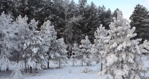Морозы продержатся до конца новогодних каникул