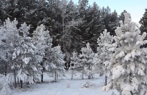 Морозы продержатся до конца новогодних каникул