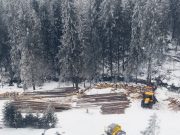 С больной головы на китайскую. Кто рубит лес в алтайской тайге