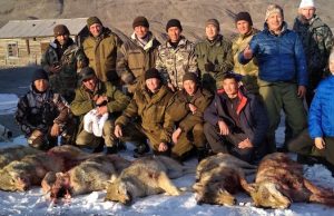 В Горном Алтае объявили конкурс на лучших волчатников
