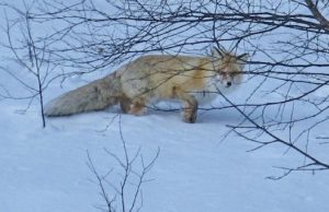Лиса на кордоне Байгазан. Фотозарисовка