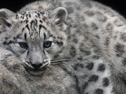 Уникальные кадры: ученые обнаружили снежного барса с четырьмя котятами