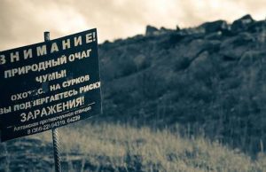 Против чумы в Республике Алтай привьют 18 тыс. человек