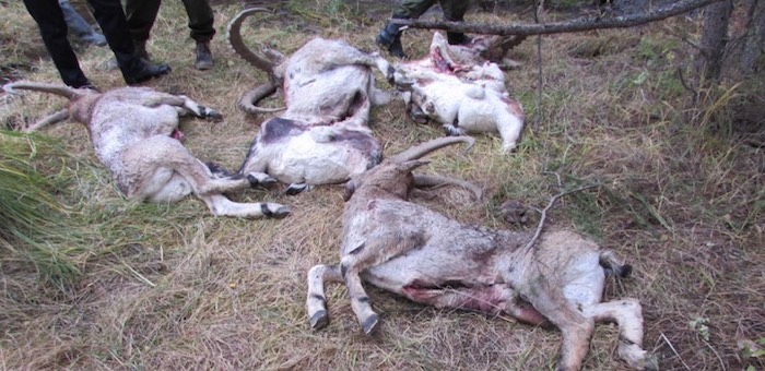 ОНФ просит Генпрокуратуру взять на контроль расследование убийства восьми козерогов