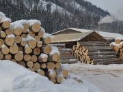 На Алтае реформируют систему управления лесным хозяйством