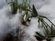 В ближайшие дни будут плюсовые температуры, но к 8 марта похолодает