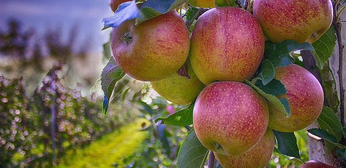 В Горном Алтае восстановят плодово-ягодные сады