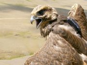 Алтайский сокол-балобан погиб в Китае из-за линии электропередач