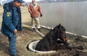 На Алтае пожарные спасли провалившуюся в колодец лошадь