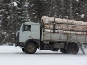 Ущерб от вырубки леса на землях сельхозназначения превысил 2,5 млрд рублей