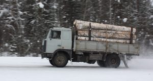 Ущерб от вырубки леса на землях сельхозназначения превысил 2,5 млрд рублей