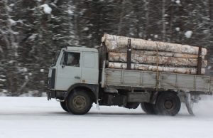 Ущерб от вырубки леса на землях сельхозназначения превысил 2,5 млрд рублей