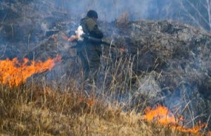 В Чемальском районе произошел природный пожар