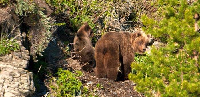 Медведица с медвежатами на солнечном склоне алтайских гор. Фотозарисовка