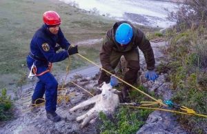 Со скалы около Малого Яломана спасатели сняли пять коз